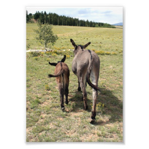 Donkey "Tales" Photo Print