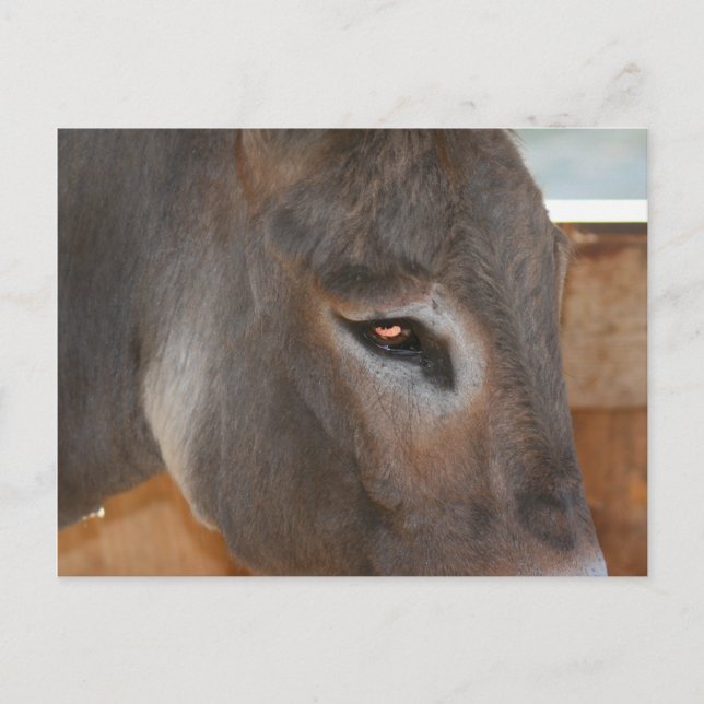 Donkey Thghts Farm Animal Photo Carte Postale (Devant)