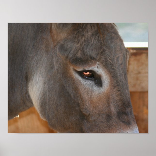 Donkey Thoughts Farm Animal  Poster (Front)