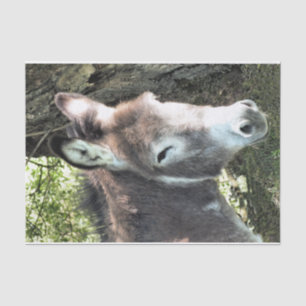 DONKEY TISSUE PAPER