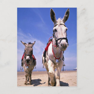 Donkeys, Blackpool Beach, England Postcard