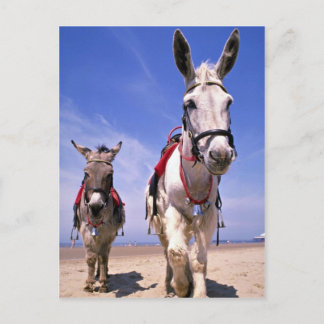 Donkeys, Blackpool Beach, England Postcard