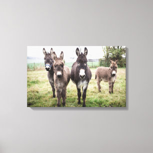 Donkeys Canvas Print