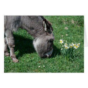 Donkeys Don't Eat Wild Daffodils