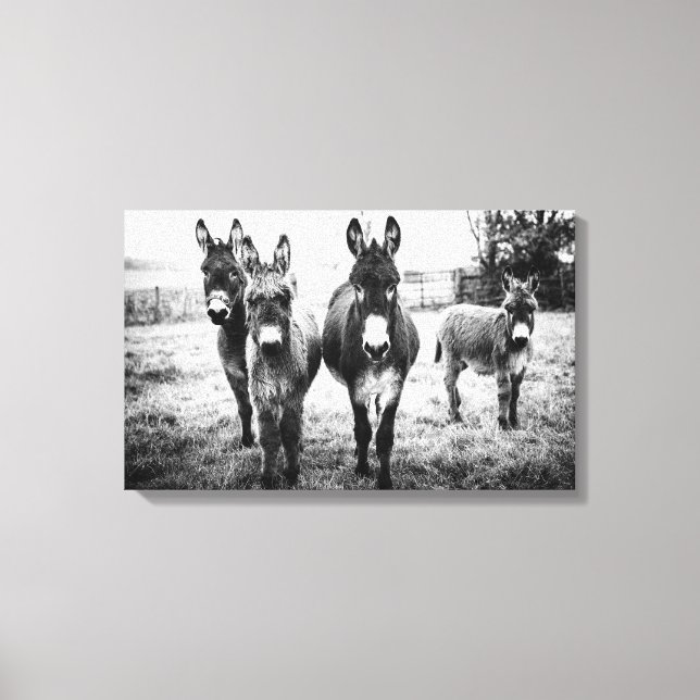 Donkeys in a Field Canvas Print (Front)