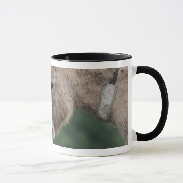 Donkeys nose-to-nose mug (Right)