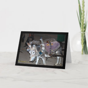 Donkeys of Luxor Card