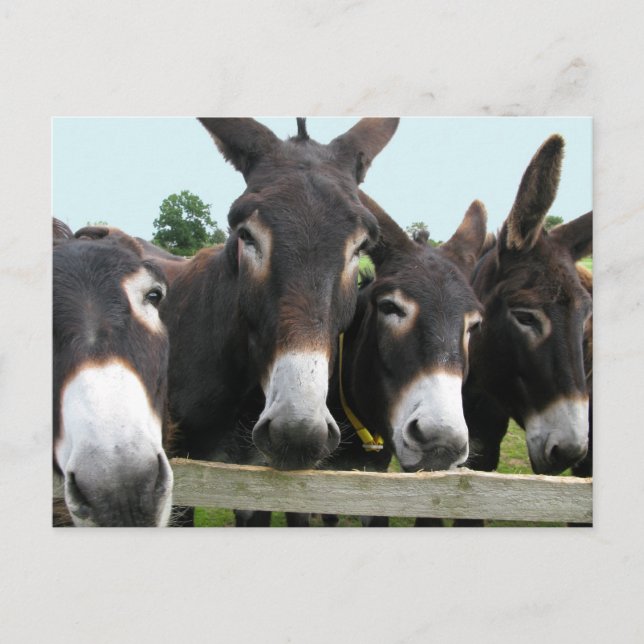 Donkeys Postcard (Front)