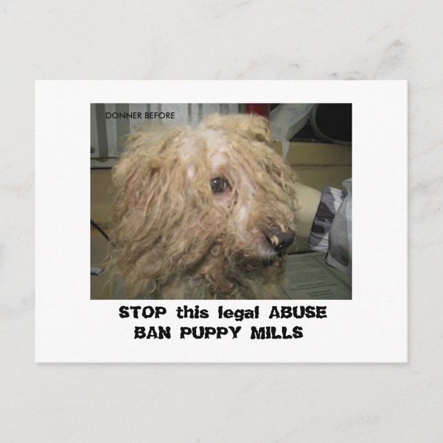 DonnerBichon12-10-08 (42),  STOP this legal ABU... Postcard (Front)