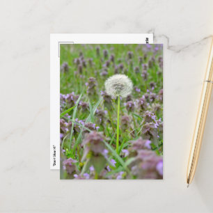 Don't Blow It! Dandelion Postcard