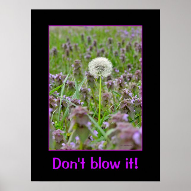 Don't blow it! Dandelion Poster (Front)