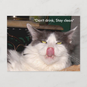 Dont drink Stay clean Cat Postcard