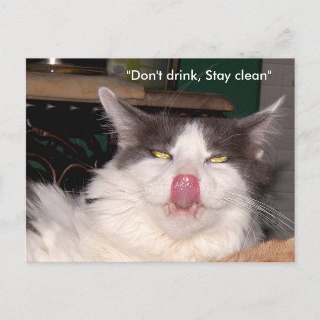 Dont drink Stay clean Cat Postcard (Front)