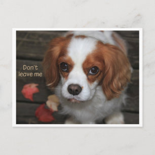 Don't leave me   Verlass mich nicht Postcard