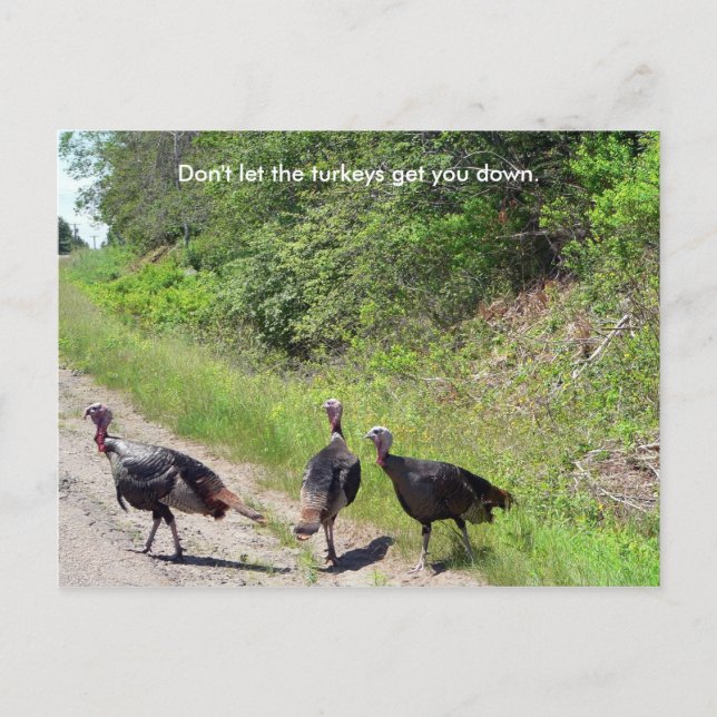 Don't Let the Turkeys Get You Down Postcard (Front)