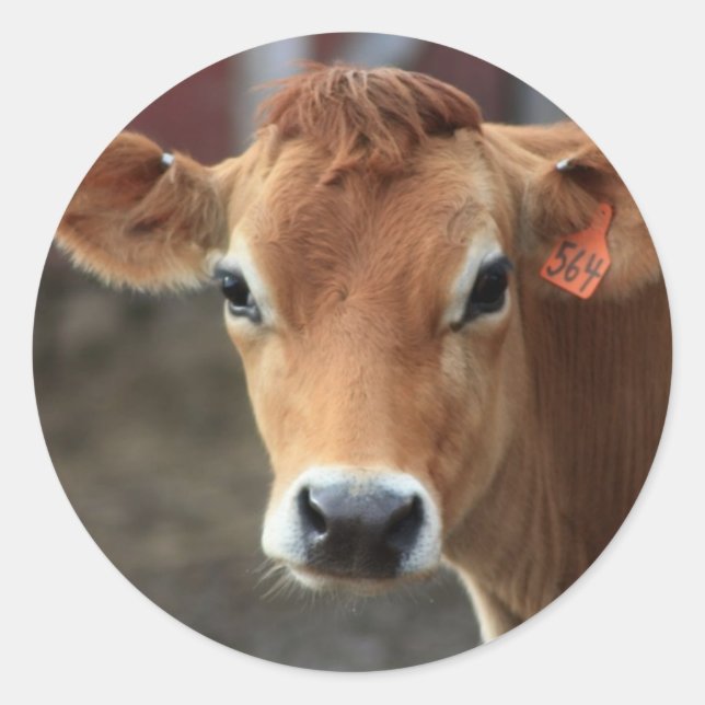 Don't you think I'm Pretty Jersey Cow Classic Round Sticker (Front)