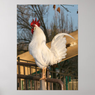 "Doodle Do", Bantam Rooster Poster