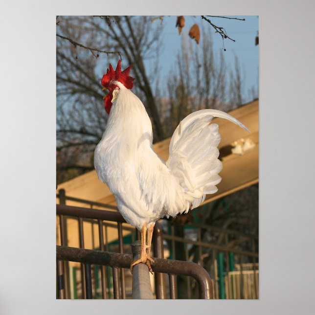 "Doodle Do", Bantam Rooster Poster (Front)