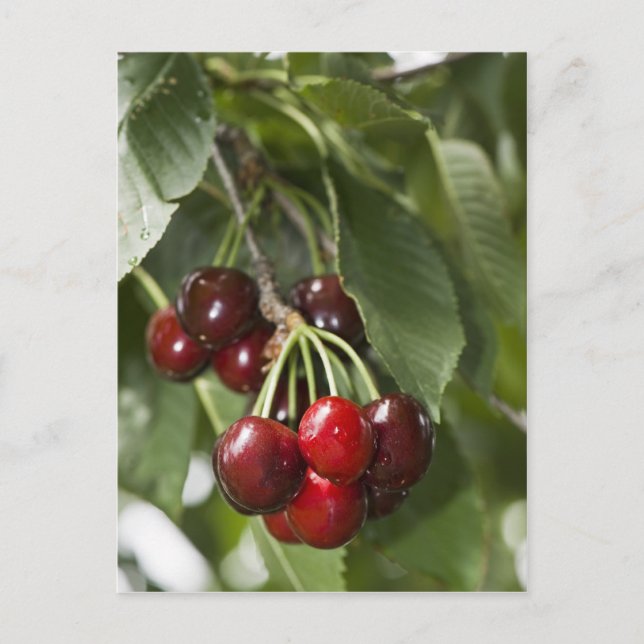 Door Country Cherries Postcard (Front)