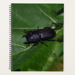 Dorcus parallelipipedus, le moindre dendroctone du
