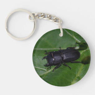Dorcus parallelipipedus, le moindre dendroctone du