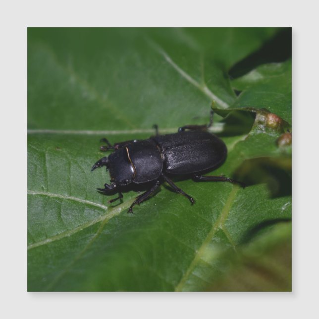 Dorcus parallelipipedus , the lesser stag beetle (Front)