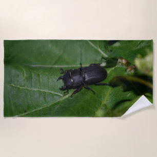 Dorcus parallelipipedus , the lesser stag beetle beach towel