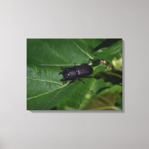 Dorcus parallelipipedus , the lesser stag beetle canvas print