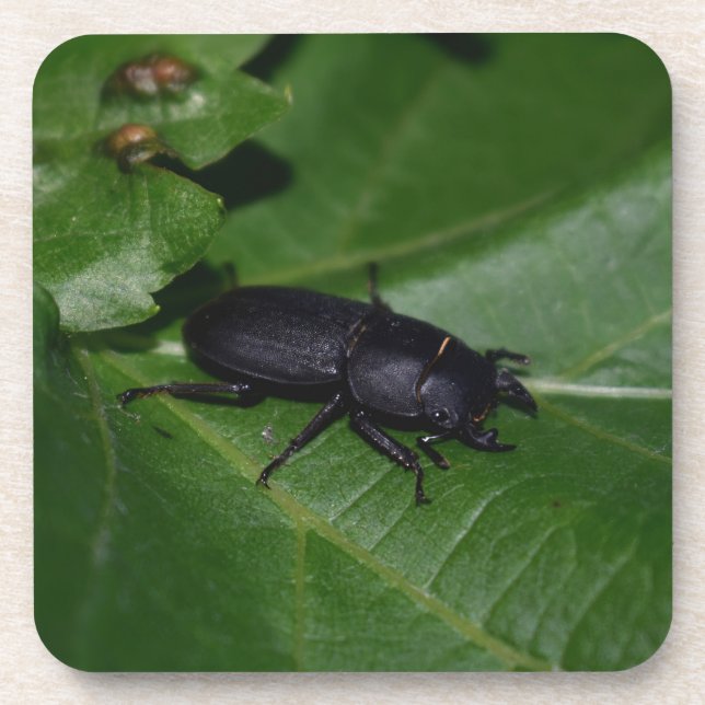 Dorcus parallelipipedus , the lesser stag beetle coaster (Front)