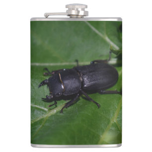 Dorcus parallelipipedus , the lesser stag beetle hip flask