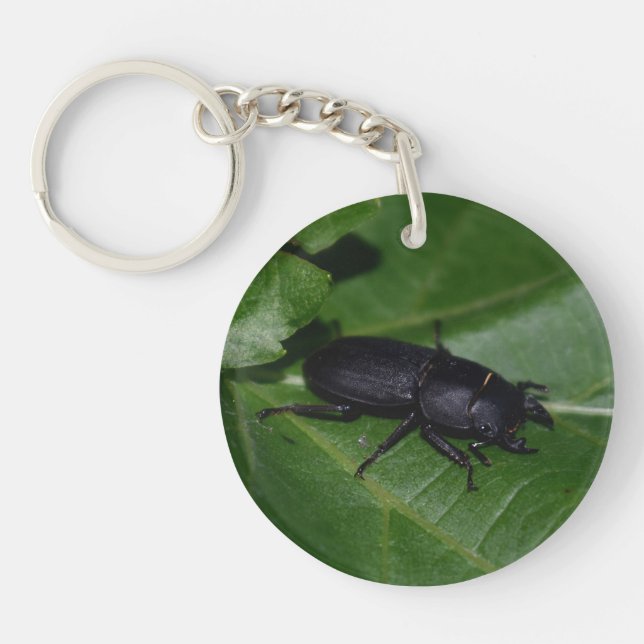 Dorcus parallelipipedus , the lesser stag beetle keychain (Front)