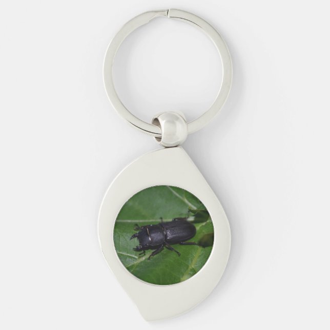 Dorcus parallelipipedus , the lesser stag beetle keychain (Front)