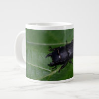 Dorcus parallelipipedus , the lesser stag beetle