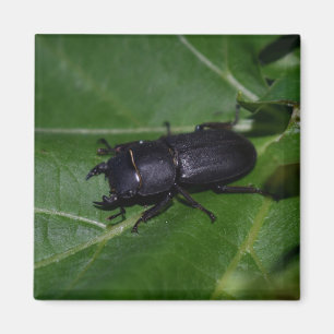 Dorcus parallelipipedus , the lesser stag beetle magnet