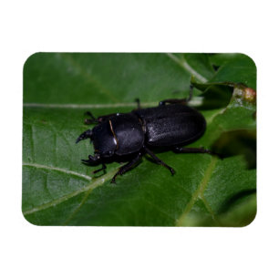 Dorcus parallelipipedus , the lesser stag beetle magnet