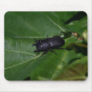 Dorcus parallelipipedus , the lesser stag beetle mouse pad