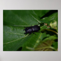 Dorcus parallelipipedus , the lesser stag beetle