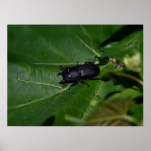 Dorcus parallelipipedus , the lesser stag beetle poster