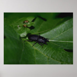Dorcus parallelipipedus , the lesser stag beetle poster