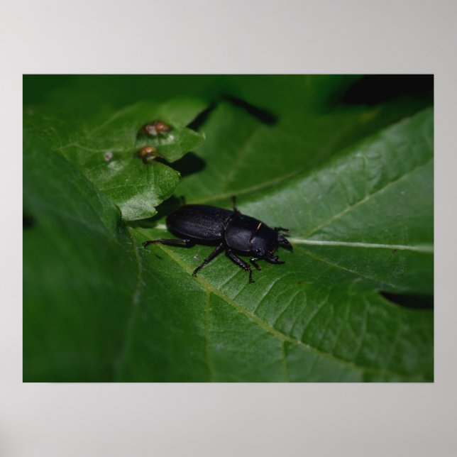 Dorcus parallelipipedus , the lesser stag beetle poster (Front)