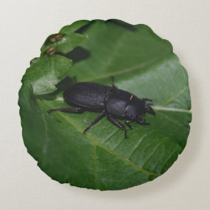 Dorcus parallelipipedus , the lesser stag beetle round pillow