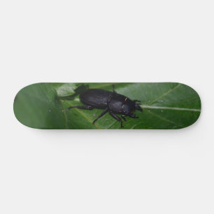 Dorcus parallelipipedus , the lesser stag beetle skateboard