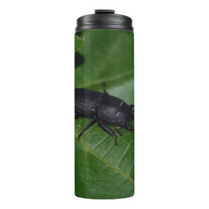 Dorcus parallelipipedus , the lesser stag beetle thermal tumbler