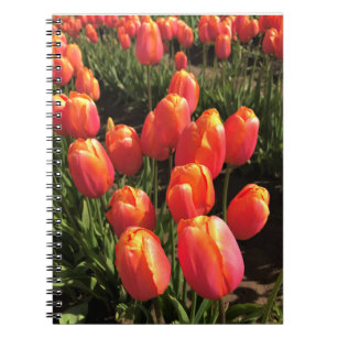 Dordogne Tulips, Oregon Notebook
