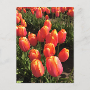Dordogne Tulips, Oregon Postcard
