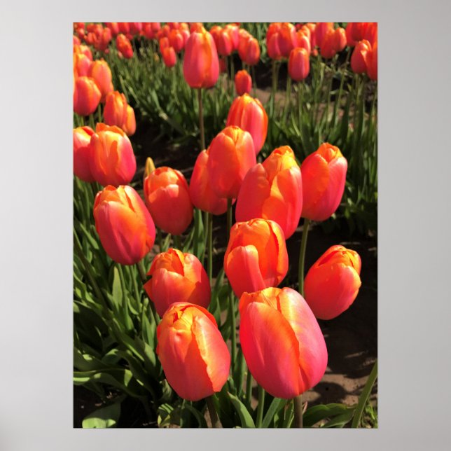 Dordogne Tulips, Oregon Poster (Front)