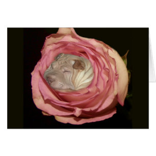 Dormant dans un pâle - rose de rose, chien de Sha