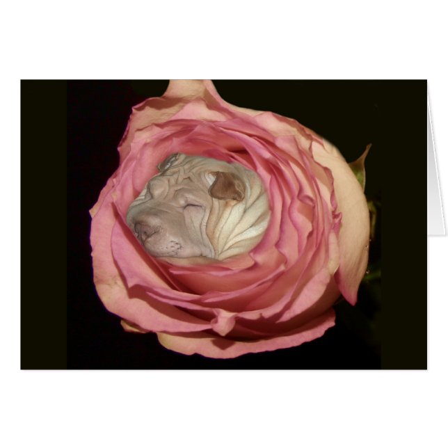 Dormant dans un pâle - rose de rose, chien de Shar (Devant horizontal)