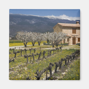 Dormant vineyard, fruit blossoms, stone house, magnet