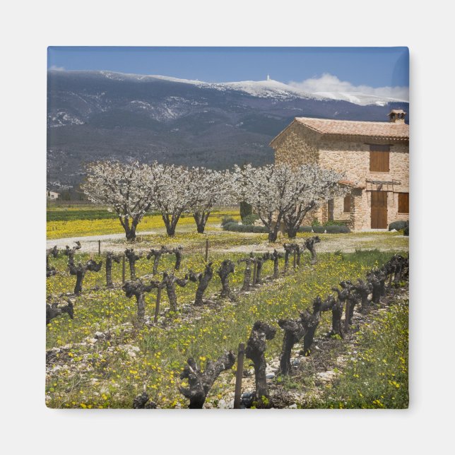 Dormant vineyard, fruit blossoms, stone house, magnet (Front)